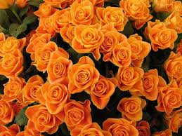 Pin By Pinkylaroo On Outrageous Orange Orange Roses Flowers Orange Flowers