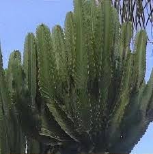 Image result for Euphorbia candelabrum