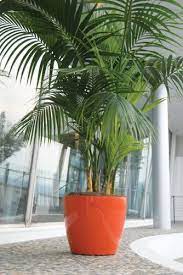 House Plant Maintenance Irvine Plants House Plants Indoor Interior Design Plants