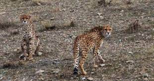 Iran Marks International Cheetah Day Asiatic Cheetah Cheetah Cheetahs