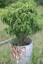 Image result for Phytolacca dioica