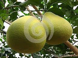 在树的葡萄柚 fruit grapefruit pear