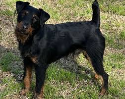 Image result for jagdteriér