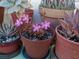 Image result for Anacampseros rhodesica