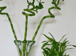 When watering lucky bamboo plants in a container filled with rocks or pebbles, instead of covering the whole plant, only cover the roots. Lucky Bamboo Care Tips A Houseplant That Grows In Water