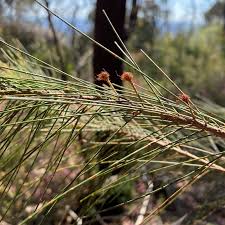 Image result for Casuarina littoralis