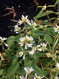 Image result for Euphorbia hypericifolia