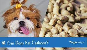 Can Dogs Eat Cashews What You Need To Know Hepper
