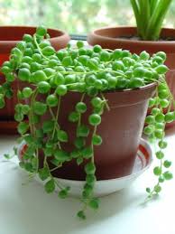 каталог комнатных комнатные цветы фото и названия и уход за ними Krestovnik Senecio Plantas Flores Jardim