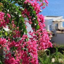 aktur residence aktur residence offers typical whitewashed bodrum houses set among the green garden in the aegean coast and a bodrum country holiday residences