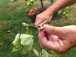 At the time it looked great and still sprouted bright orange leaves from most branches. Eastern Redbud Tree Problems Derrickandmelisa