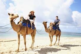 Bali camel safari is one of the most famous bali adventure tours offer a journey into a traditional historic seaweed farming village with professional camel handlers who will guide you through nusa dua beach. Things To Do In Bali Travel Map Bali Camel Safari Bali Weather Forecast And Bali Map Info