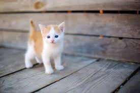 yeni dogmus yetim yavru kedi bakimi my animals