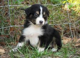 Black And White Australian Shepherd Puppy Black White Australian Shepherd Puppy Australian Shepherd Puppy Shepherd Puppies Australian Shepherd