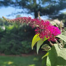 Image result for Buddleja davidii