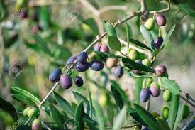 Check spelling or type a new query. Olive Tree With Fruits Stock Photo Picture And Royalty Free Image Image 48446535