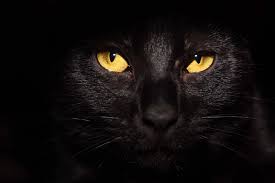 See more of black cats in need of rescue/adoption on facebook. To Be A Black Cat On Halloween