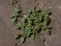 Image result for Dysphania pumilio