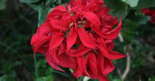 Poinsettia Fire Ball Poinsettia Plant Hanging Flower Baskets Plants