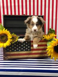 American dog club is passionate about what we call our obligation to the customer to help connect you with that special puppy. Luxury Puppies 1 Sunrise Mall Unit 1225 Massapequa Ny 2021