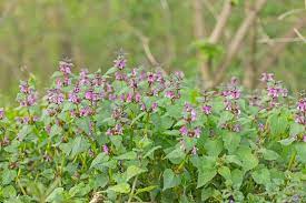Depending on the cultivar, it is a perennial in u.s. Lamium Maculatum Spotted Dead Nettle