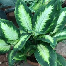 Dieffenbachia Maculata Camille Mybageecha Plants Dieffenbachia Houseplant Plant Leaves