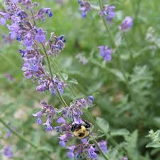 Image result for Nepeta × faassenii
