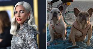 As the authorities continue looking into the details of the incident, gaga has since been happily reunited with her dogs. Lady Gaga Statement After Dog Walker Shooting And Dog Theft Popsugar Celebrity
