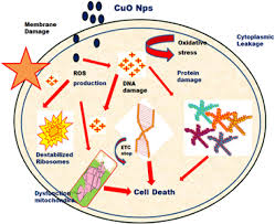 Green synthesis, characterization, antibacterial, and antifungal activity  of copper oxide nanoparticles derived from Morinda citrifolia leaf extract  | Scientific Reports