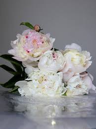 #strauß #blumenstrauß #schnittblumen #flowers #peonies #eucalyptus #hochzeit #tischdeko. Weisse Und Rosa Pfingstrosen 1759607 Stock Photo Bei Vecteezy