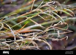 Image result for Eragrostis curvula