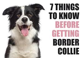 Check spelling or type a new query. 7 Things To Know Before Getting A Border Collie Puppy