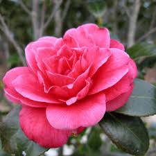 Check spelling or type a new query. Alabama State Flower Camellia Camellia Japonica From Netstate Com