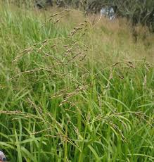 Image result for Glyceria