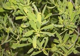 Image result for Salvadora australis