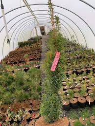 Image result for Vossia cuspidata