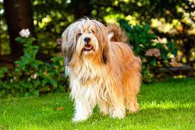 If you're planning leave a reply cancel reply. 17 Top Dog Breeds Sporting Longhaired Locks