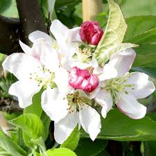 Maybe you would like to learn more about one of these? Malus White Star Flowering Crab Apple Tree Free Delivery