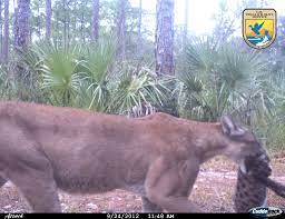 Thrilling Endangered Species Moment Caught On Camera Florida Panther Animals Small Wild Cats