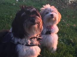 Breeder of the most beautiful chocolate havanese! Silver Harbor Havanese Facebook