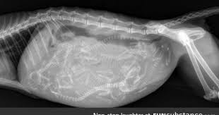X Ray Image Of A Pregnant Cat With Six Kittens Funsubstance Pregnant Cat X Ray Cats