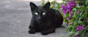 Most black cats are moggies and are not unlucky as many unposotive people say. Why Is A Black Cat Crossing Your Path While Going Out Consider As A Bad Sign