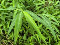 Image result for Microstegium fasciculatum