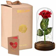 Doch das schicksal scheint sich zu wenden, als elsa von ritter bertolt umworben wird. Ewige Rose Im Glas Rose Die Schone Und Das Biest Rose