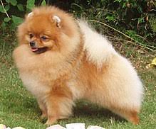 Mixed bulldog, american bulldog mix—gr8dnes (flickr.com). Pomeranian Dog Wikipedia