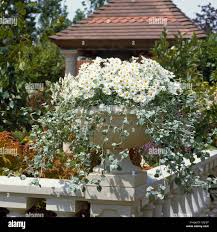 Image result for Helichrysum argyranthum