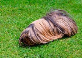 Pin On Guinea Pig Ideas