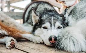 Service animals are exempt from fees. Niagara Pet Resort