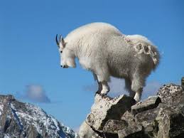 Mountain Goat On Quandry Peak Colorado Mountain Goat Goats Animals With Antlers