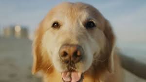 Check spelling or type a new query. Scout The Golden Retriever Treated At Uw And Who Starred In A Super Bowl Ad Has Died